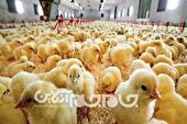 استقبال مرغداران از جوجه ریزی با اجرای طرح تولید قراردادی گوشت