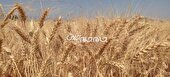 خرید گندم در آذربایجان شرقی از مرز ۱۵۲ هزار تن گذشت 