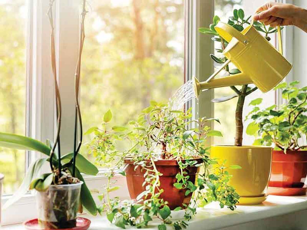 عشق به گیاه، احترام به آب