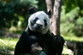 ببینید | تنها پاندای غیرچینی جهان