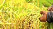تولید برنج در میاندورود ۳۱ درصد رشد داشته است