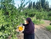 پایش 10 هزار هکتار از باغات بهشهر برای ردیابی مگس میوه مدیترانه‌ای