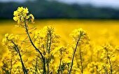 طلای سبز پاییزی در دل مزارع قزوین