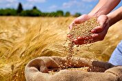 صدای پای گندم وارداتی