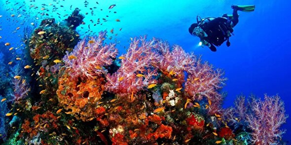 نشستن پای حرف ماهی‌ها!