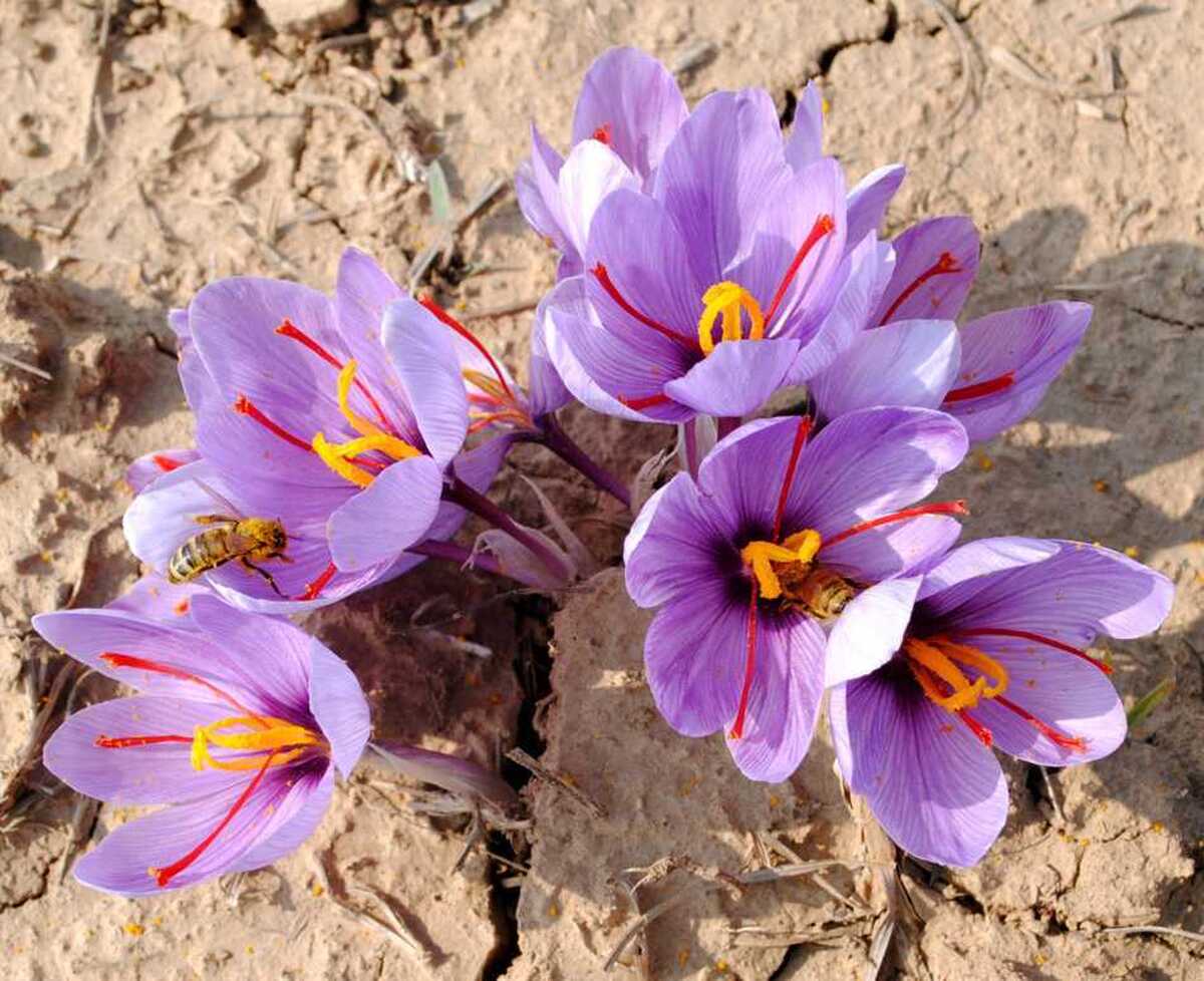 بی‌تدبیری در صادرات طلای سرخ