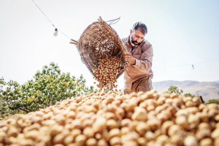 بزرگ‌ترین انجیرستان نیازمند صنایع تبدیلی