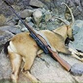 شکارچی حرفه‌ای قوچ و بز وحشی دستگیر و روانه زندان شد