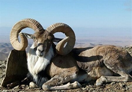 ببینید |  مشاهده قوچ‌های وحشی در ارتفاعات تنگه دشتی مهدی‌شهر
