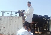 محموله دام زنده ، وارداتی از مرز میرجاوه زیر ذره بین دامپزشکی