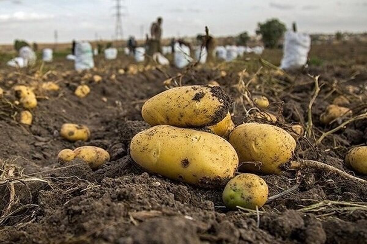 ۳۸۰ بهره‌بردار در سلطانیه، برداشت سیب‌زمینی از ۱۵۰۰ هکتار اراضی کشاورزی را آغاز کرده‌اند.