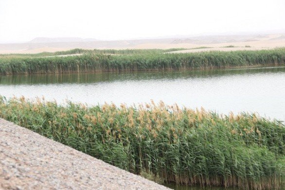 بحران بو و پشه در تصفیه‌خانه‌ فاضلاب یزد