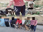 صید غیرقانونی با سگ تازی در مشهد ناکام ماند