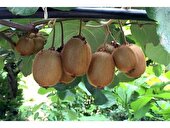 پیش‌بینی برداشت بیش از ۱۵ هزار تن کیوی در باغات