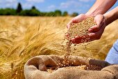 صدای پای گندم وارداتی