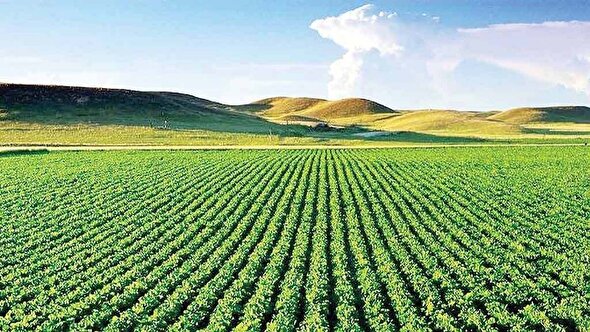 احیای دریاچه با حذف آببرها