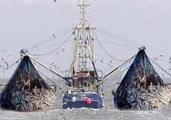 ترال، نابودگر آبزیان جنوب