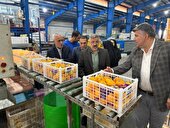 پیش‌بینی تولید ۵۰۰ هزار تن مرکبات در ساری؛ چشم‌انداز روشن صادرات