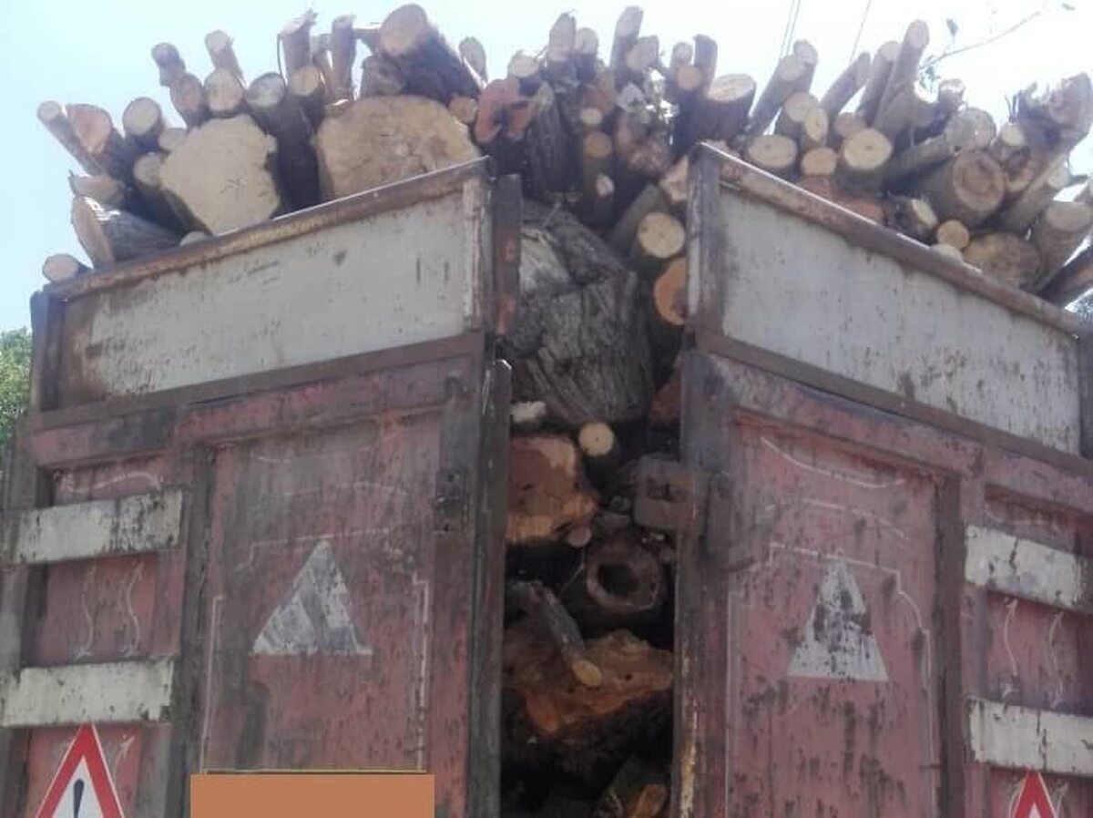 کشف چوب قاچاق درسگزآباد
