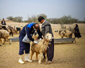 ۱۲۵ هزار راس دام سبزوار علیه بیماری تب برفکی واکسینه شدند