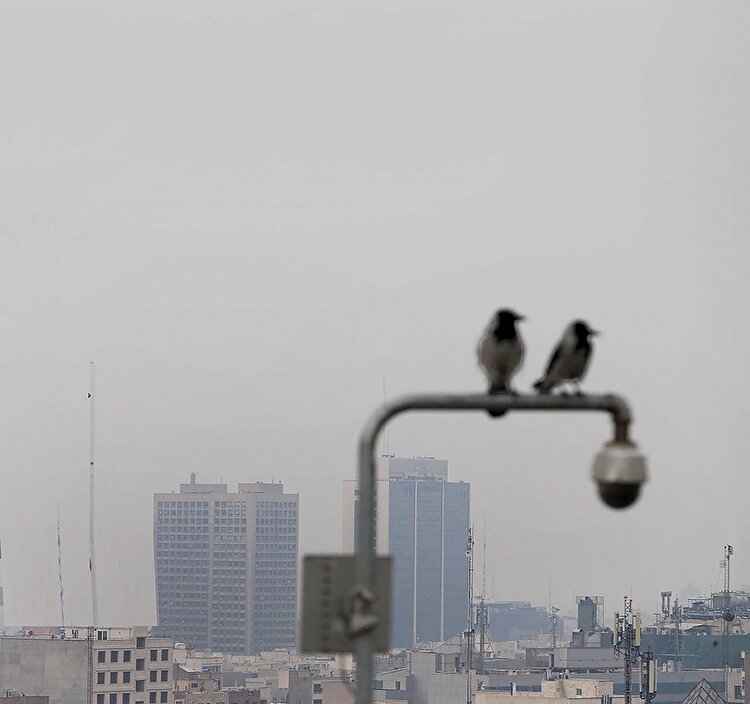 ترک فعل‌های خاکستری