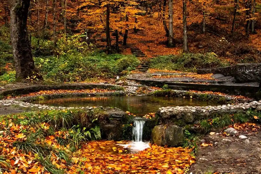 پاییزی ترین جنگل های شمال