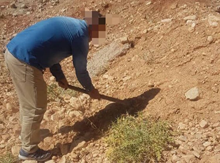 کاشت بوته و‌ گیاه به جای حبس برای متهمان