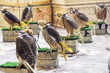 کوخه‌نشینان در کمین پرواز