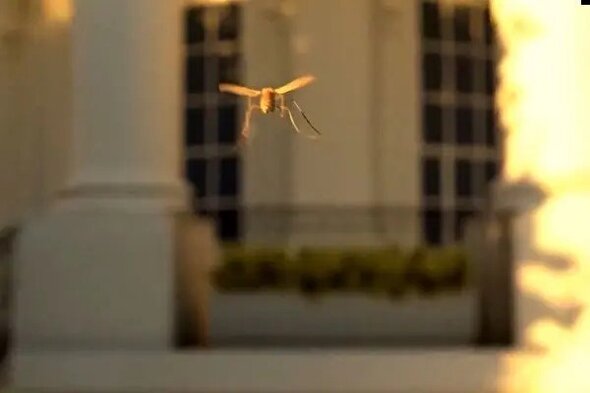 ببینید | پهپاد برای شکار پشه