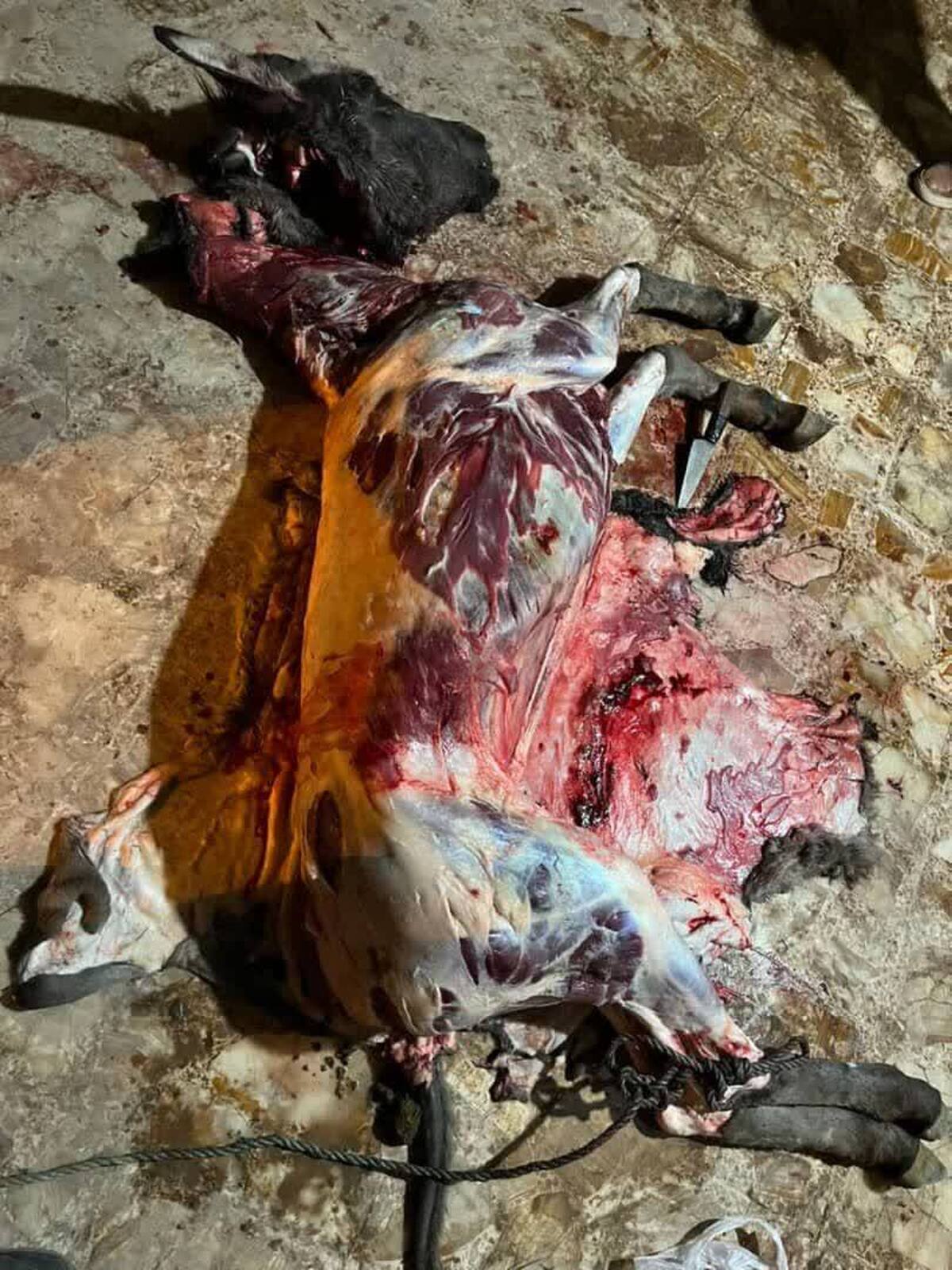 بازداشت عوامل کشتار تک سمی