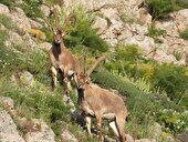 سرشماری حیات وحش البرز با مشارکت مردم