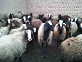 دامداران البرزی از جابجایی غیرمجاز دام خودداری کنند