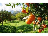 پیش‌بینی برداشت بیش از ۱۴۵ هزار تن مرکبات از ۳۷۴۰ هکتار باغات سیمرغ