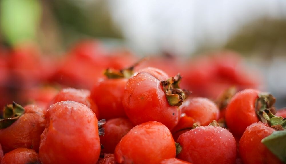 آغاز بهکار جشنواره ملی انار و خرمالوی شیراز آغاز بهکار جشنواره ملی انار و خرمالوی شیراز