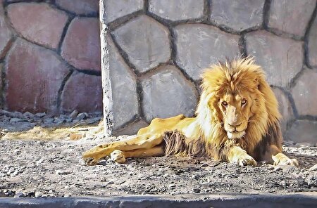 فرار استاندارد از باغ‌وحش