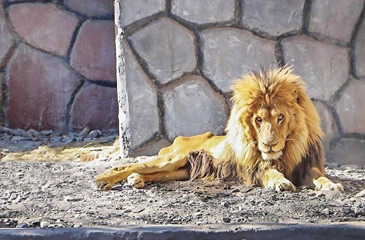 فرار استاندارد از باغ‌وحش