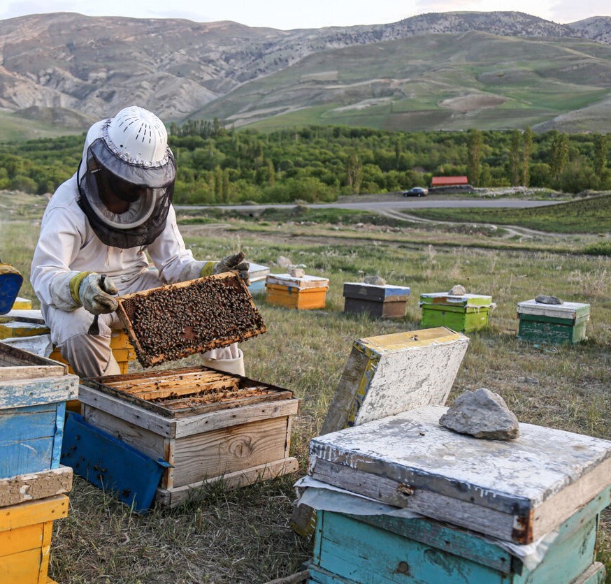 خشکسالی تولید عسل گناباد را ۲۵ درصد کاهش داد