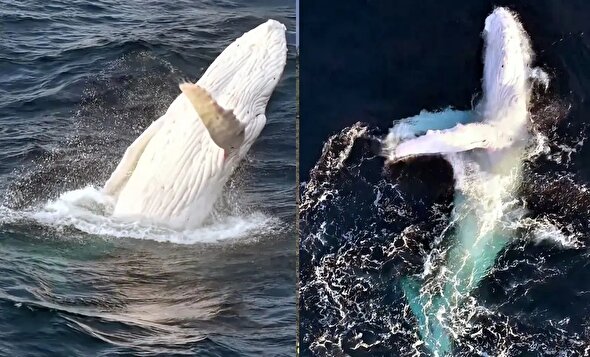 ببینید | نمایش خیره‌کننده نهنگ سفید