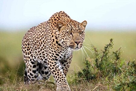 ببینید |  ثبت تصاویر جدید از پلنگ ایرانی