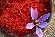 زعفران در گرداب کم‌آبی
