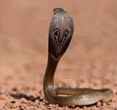 ببینید | شکار کبری!