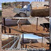 اجرای عملیات رایگان سمپاشی و ضدعفونی جایگاه های دامی شهرستان چرام در راستای پیشگیری از بیماری تب برفکی