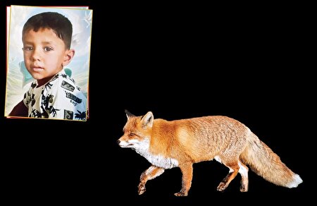 روباه هار قاتل پسر ۳ ساله