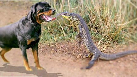 ببینید | یک رویارویی عجیب