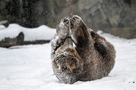 ببینید | برف‌ بازی خرس