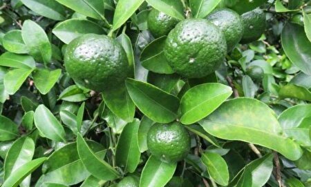 ضربه نارس‌ها به بازار مرکبات