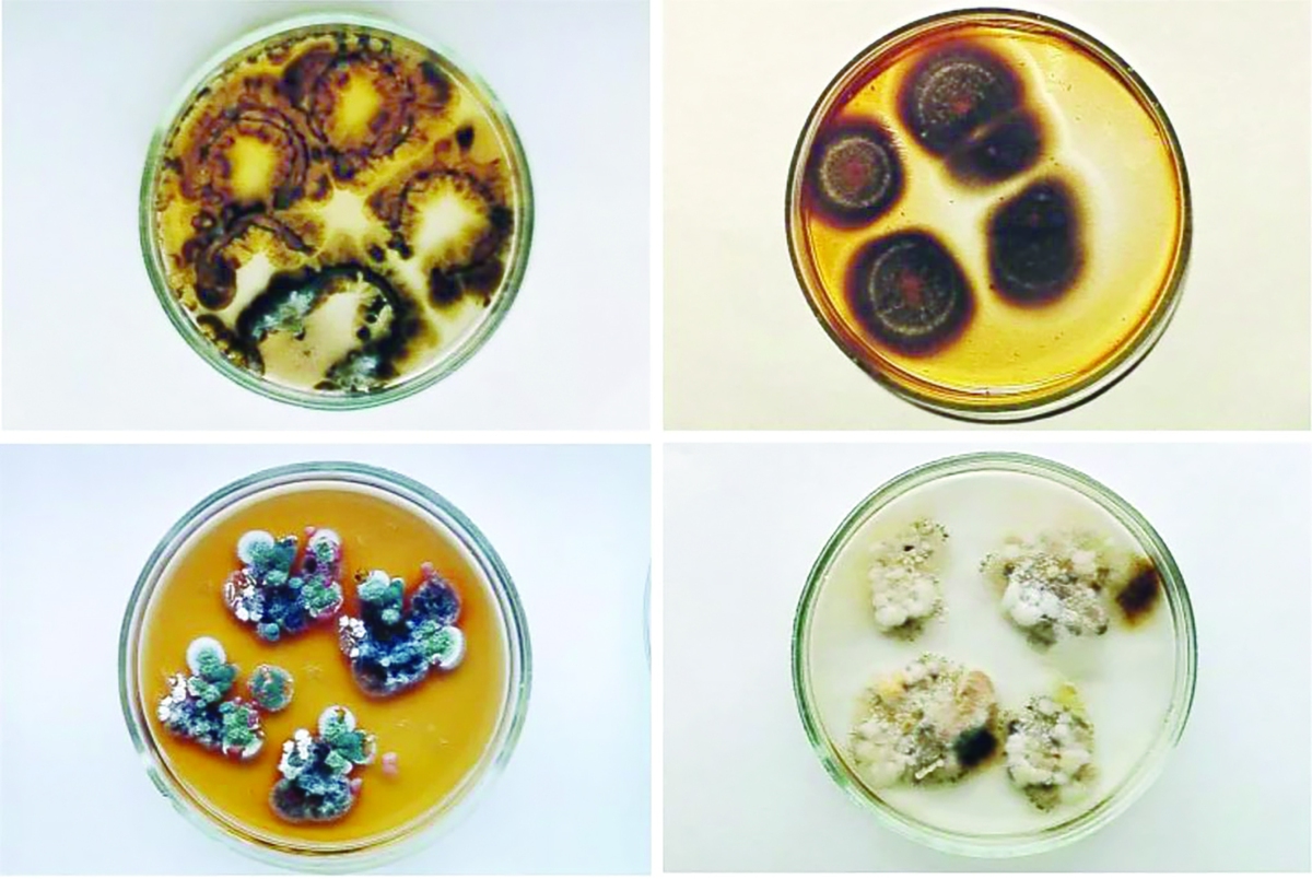 در ماه می ۱۹۹۷، نِلی ژدانوا وارد یکی از آلوده‌ترین مناطق جهان شد: ویرانه‌های رهاشده‌ نیروگاه منفجرشده‌ چرنوبیل؛ اما برخلاف تصور، این منطقه به‌طور کامل خالی از حیات نبود. بر سقف‌ها، دیوارها و حتی داخل کانال‌های فلزی محافظ کابل‌ها، کپک سیاهی شروع به رشد کرده بود؛ موجوداتی که نه‌تنها تحت‌تأثیر محیط کشنده رادیواکتیو قرار نگرفته بودند بلکه ظاهرا از این تابش‌ها بهره می‌بردند.