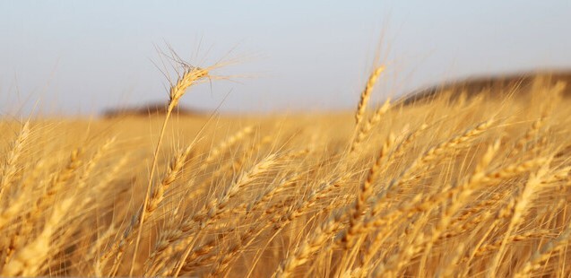 صرفه‌جویی ۴۰۰۰ تنی گندم با کاهش سبوس‌گیری در خراسان رضوی