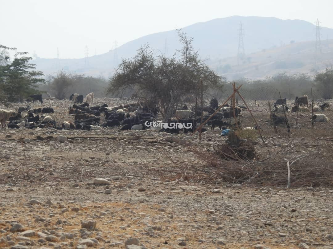 چوب حراج بر سر مراتع راهدار