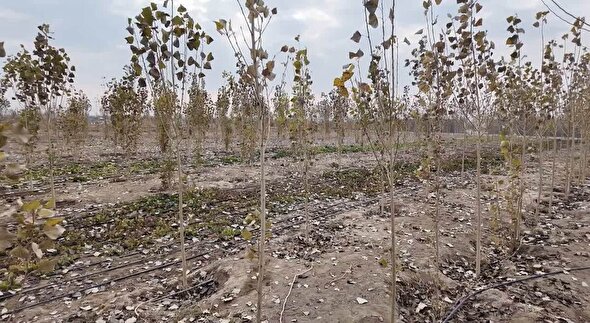 کشت آگروفارستری برای نخستین بار در استان البرز